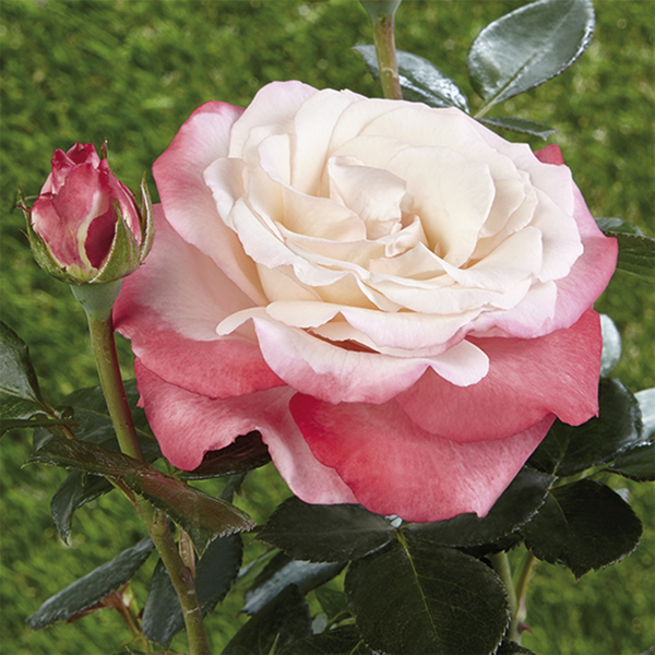 Rosier de massif