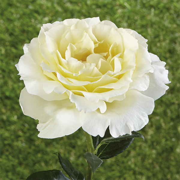 Rosier couvre-sol